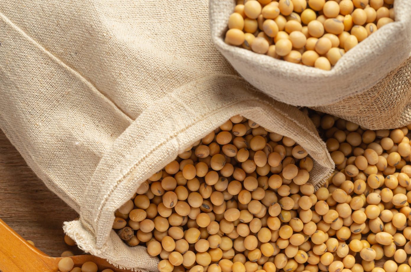 Soybean seeds on wooden floor and hemp sacks Food nutrition concept.
