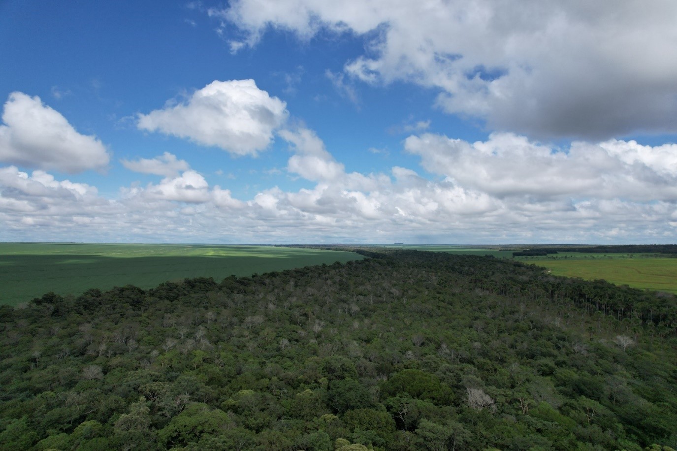 CONSERV protege mais de 3 mil hectares de vegetação nativa no Maranhão 