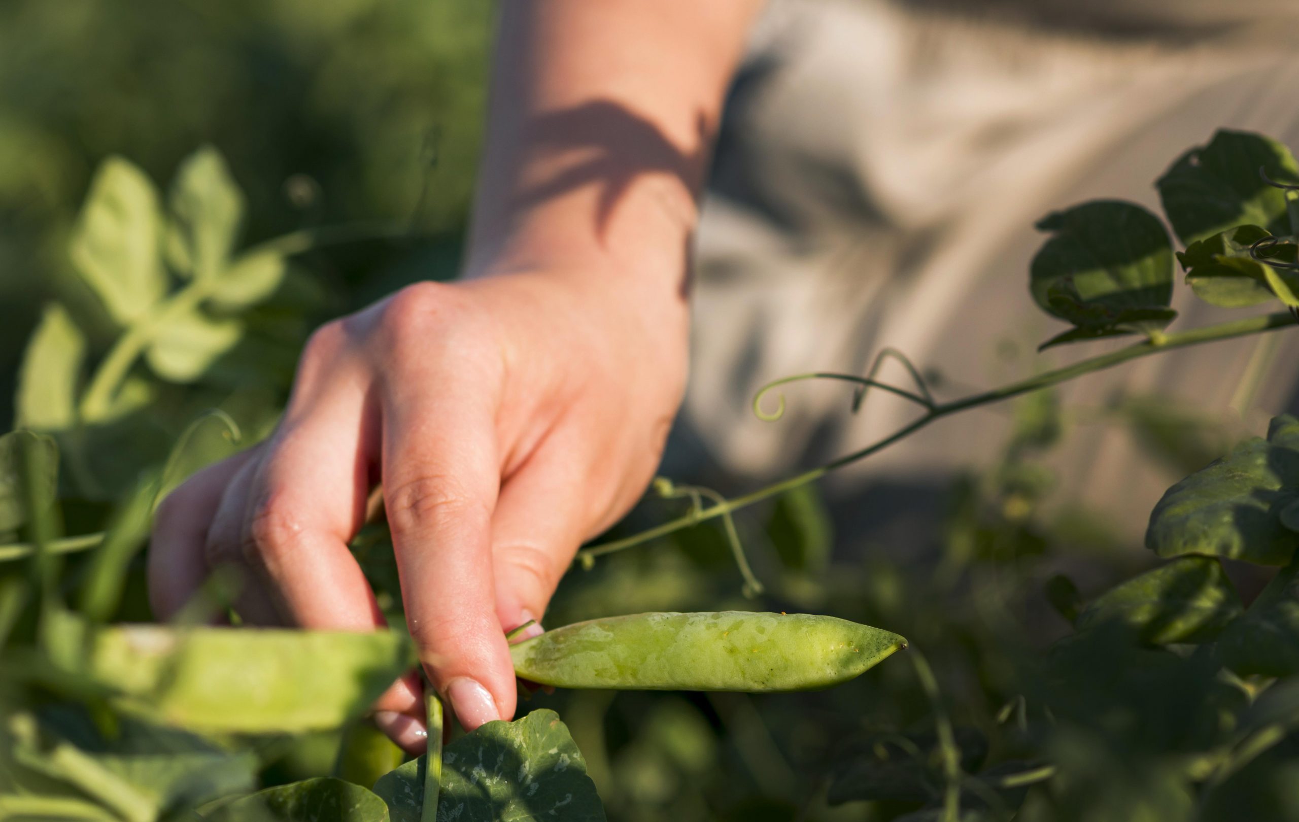 European Soy Monitor aponta avanços e desafios para soja sustentável