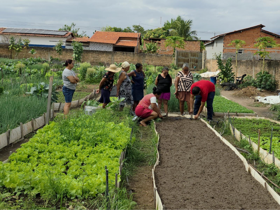 Do canteiro ao mercado: horticultura ganha força no Cerrado Sul-Maranhense