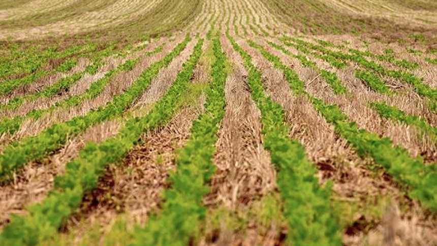 RTRS lança projeto-piloto de certificação em agricultura regenerativa 