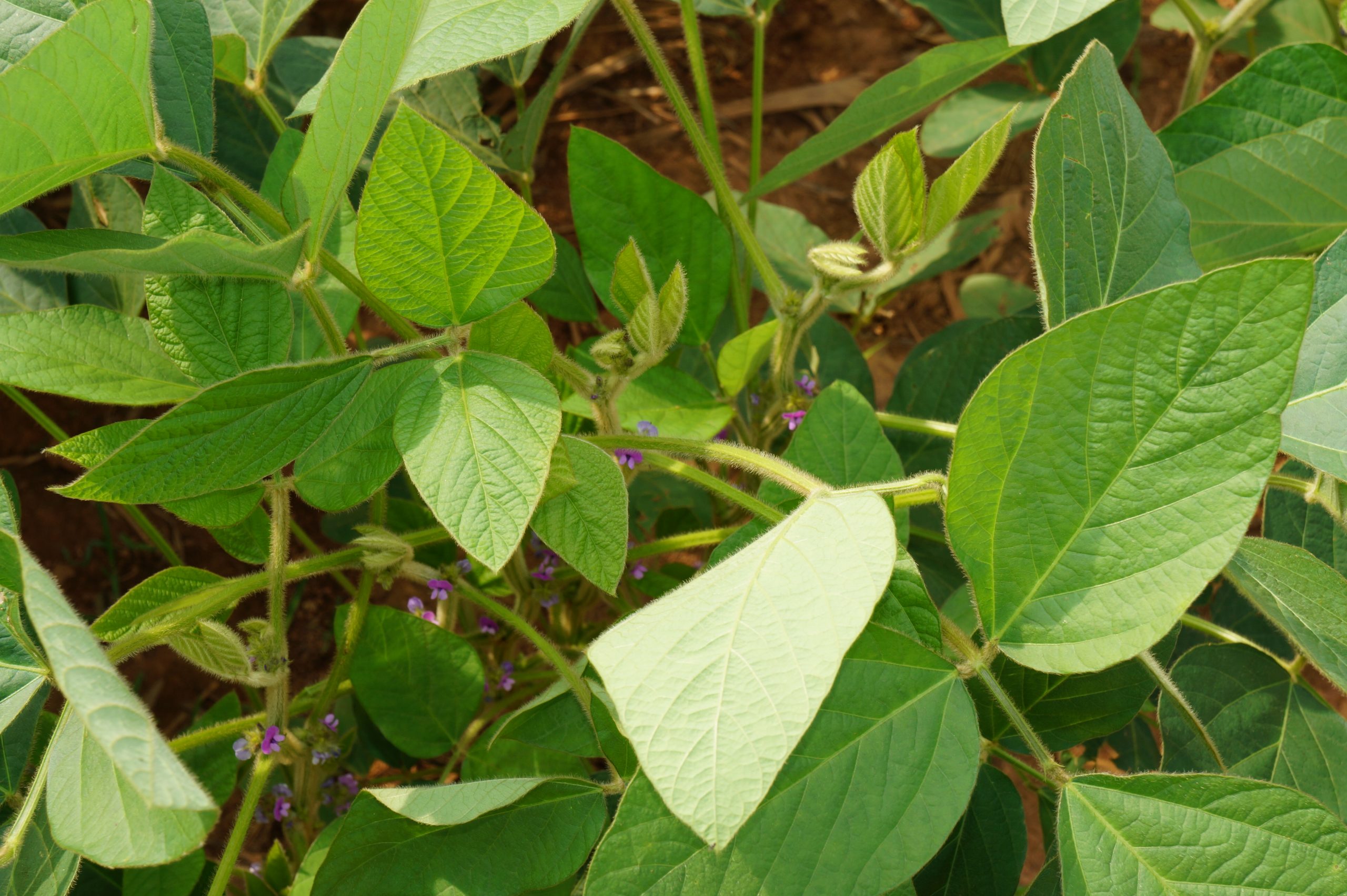 Estratégia de Paisagem para Soja Sustentável em Sorriso (MT)